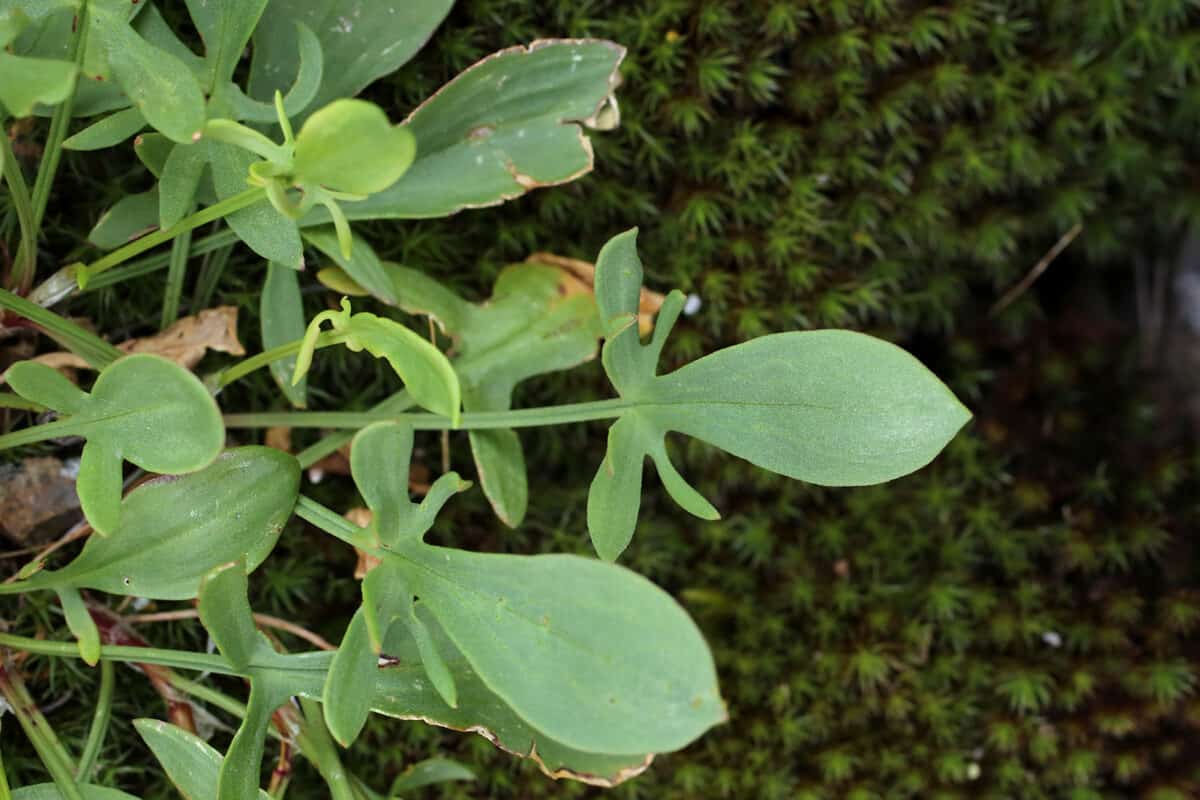 Wild Sheep Sorrel (Rumex acetosella) growing near a patch of moss outdoors.