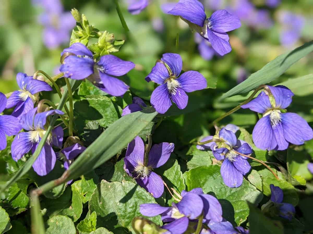 Wild violets.