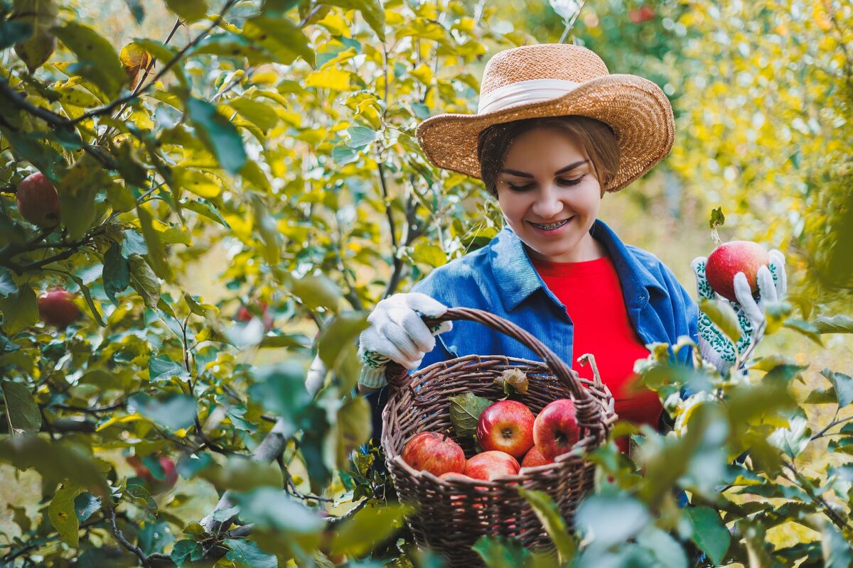 A woman is outdoors holding a basket of apples surrounded by apple trees. 