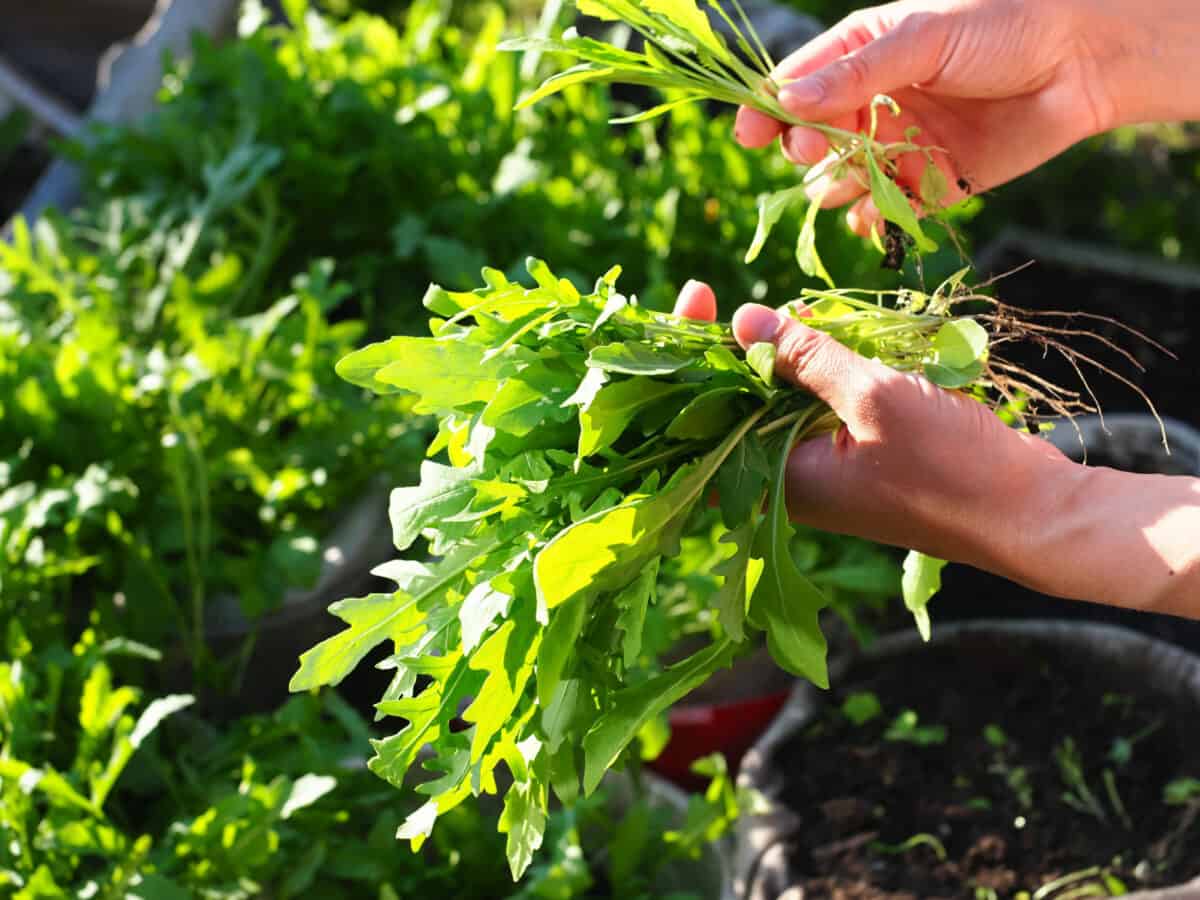 Italian arugula green leaves harvested in garden. A woman's hands collecting a bunch healthy organic greens.